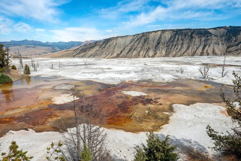 Dead trees on sinter terraces