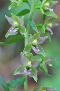 Broad-leaved marsh orchid (Epipactis helleborine) Flowers of an orchid