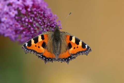 Small tortoiseshell (Aglais urticae)