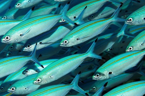 Shoal of gold-band fusilier (Pterocaesio chrysozona)