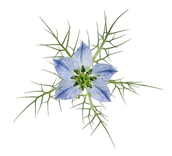 Love in a mist (Nigella damascena)