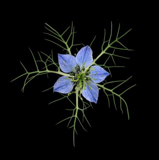 Love in a mist (Nigella damascena)