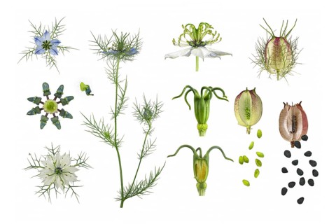 Love in a mist (Nigella damascena)