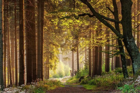 Hiking trail through forest in the light of the evening sun