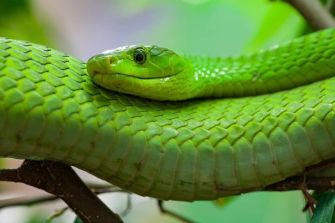 Eastern green mamba (Dendroaspis angustieceps)