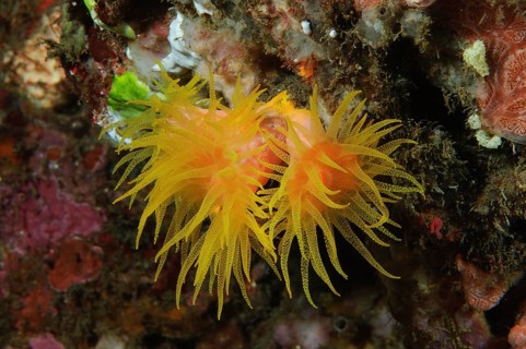 Orange Cup Coral (Tubastraea coccinea)