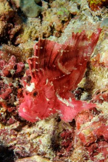 Leaf fish (Taeninotus triacanthus)