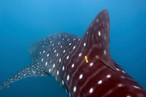 Whale shark (Rhincodon typus) tagged by marine biologist with transmitter on back