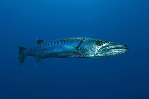 Great barracuda (Sphyraena barracuda)