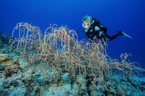 Diver looking at leather corals (Sinularia)