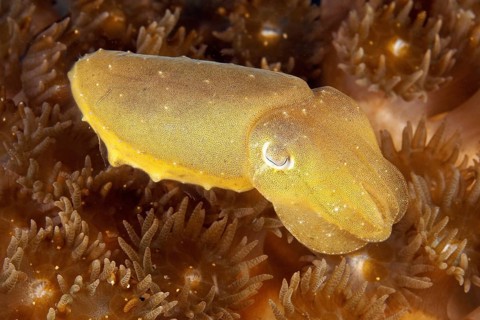 Blunt-thorned Sepia (Sepia bandensis)