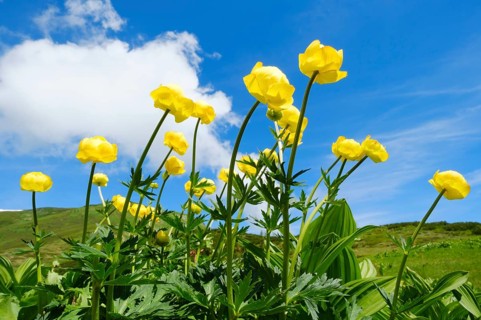 Blooming Globeflowers (Trollius europaeus)