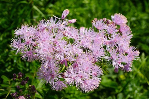 Greater meadow rue (Thalictrum aquilegiifolium)