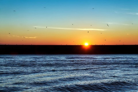 Seagulls on the harbour wall
