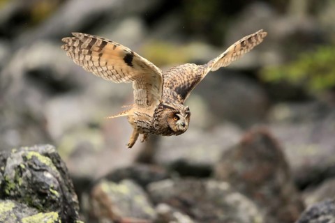 Long-eared owl (Asio otus)