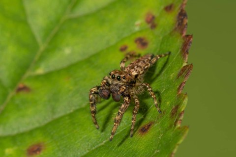Fencepost jumper (Marpissa muscosa) Male portrait