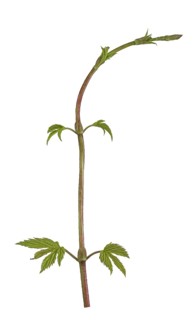 Common hop (Humulus lupulus)