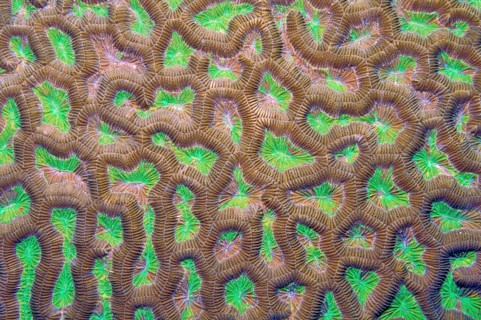 Detail close-up of polyps of Lesser Valley Coral (Favia)