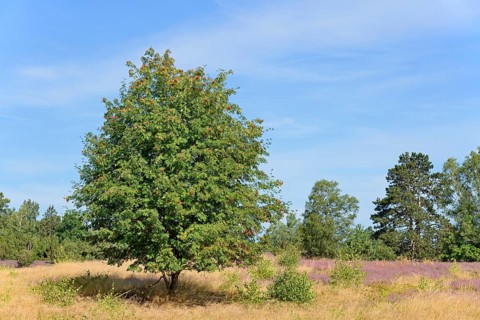 Heathland