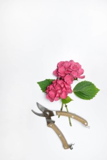 Garden hydrangea