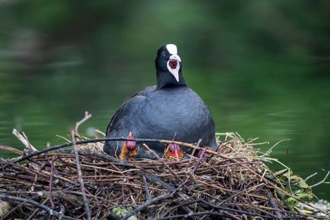 Coot (Fulica atra) hawking chicks
