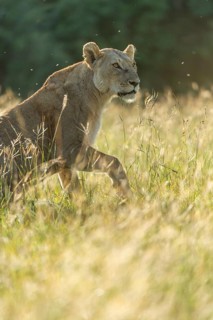 Lion (Panthera leo)