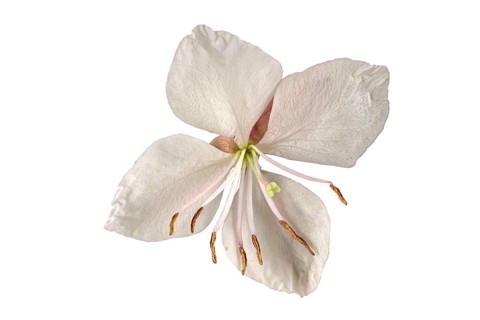 Lindheimer's beeblossom (Gaura lindheimeri)