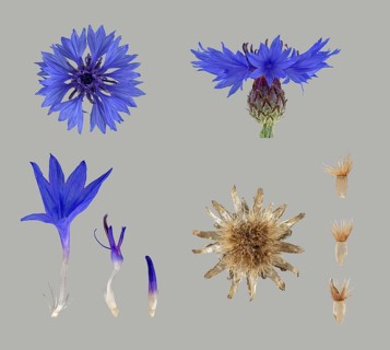 Cornflower (Centaurea cyanus)