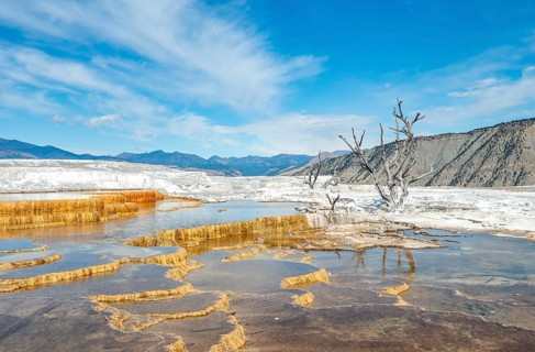 Dead trees on sinter terraces