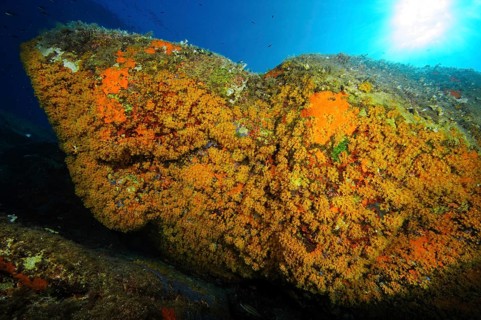 Rock overhang with colony of yellow crustose anemones (Parazoanthus axinellae)