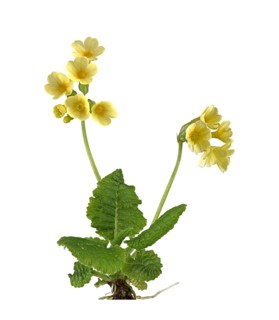 True oxlip (Primula elatior)