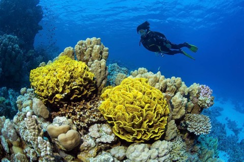 Diver looking at yellow Pagoda coral (Turbinaria mesenterina) in coral reef