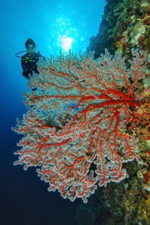 Diver looking at Sea fan (Gorgonacea)
