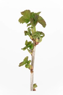 Black currant (Ribes nigrum)
