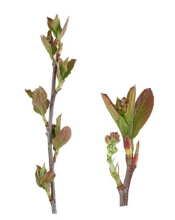 Chokeberry (Aronia)