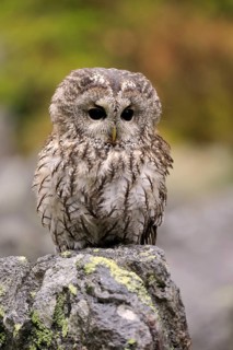 Tawny owl (Strix aluco)