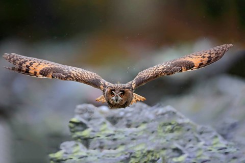 Long-eared owl (Asio otus)