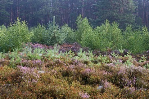 Heathland