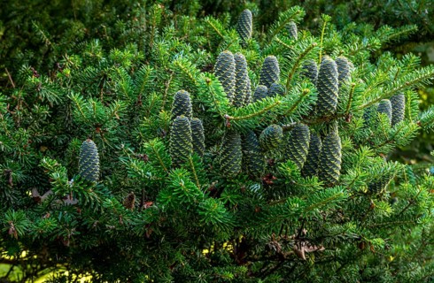 Korean fir (abies koreana) cones