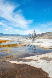 Dead trees on sinter terraces