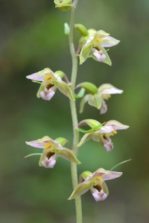Broad-leaved marsh orchid (Epipactis helleborine) Flowers of an orchid