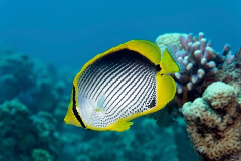 Blackback Butterflyfish (Chaetodon melannotus) swimming over coral reef