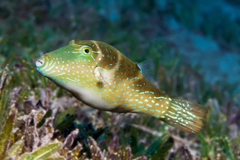 Crowned Puffer (Canthigaster coronata) swimming over seagrass meadow