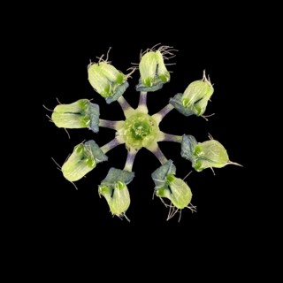 Love in a mist (Nigella damascena)