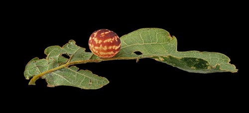 Striped oak gall wasp (Cynips longiventris)