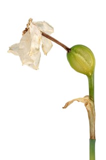 Poet's Daffodil (Narcissus poeticus)