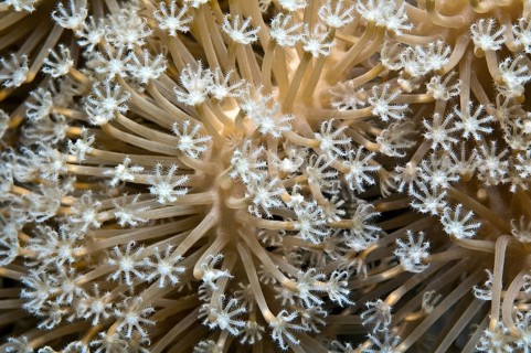 Giant anthelia (Anthelia glauca)