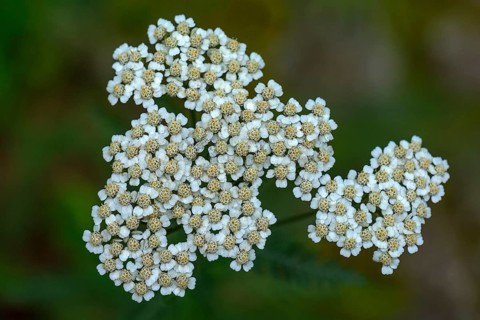 Common yarrow (Achillea millefolium)