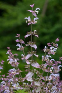 Clary (Salvia sclarea)