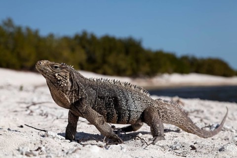 Green iguana (Iguana iguana) on the beach of Anclita